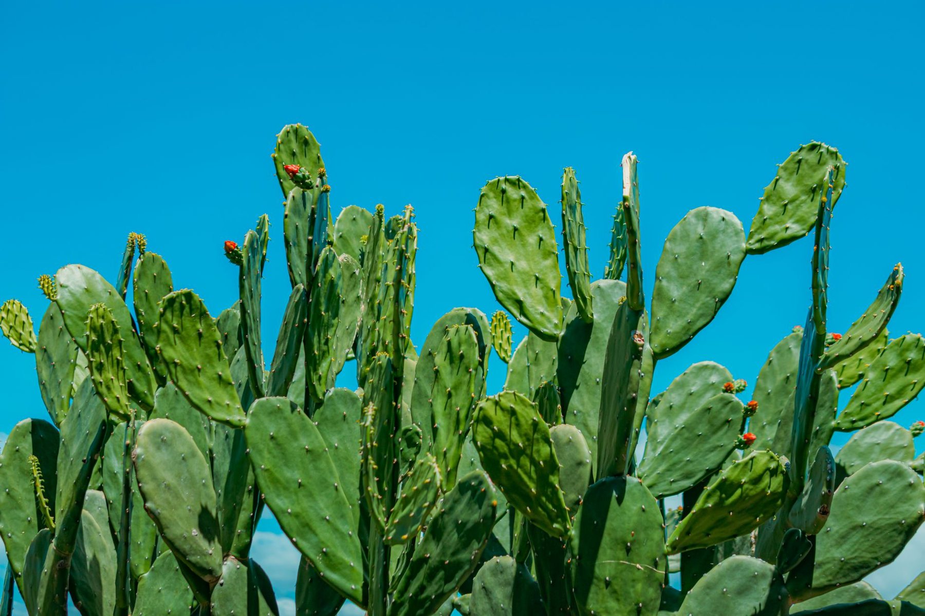 Desert Landscaping & Xeriscape in Surprise AZ