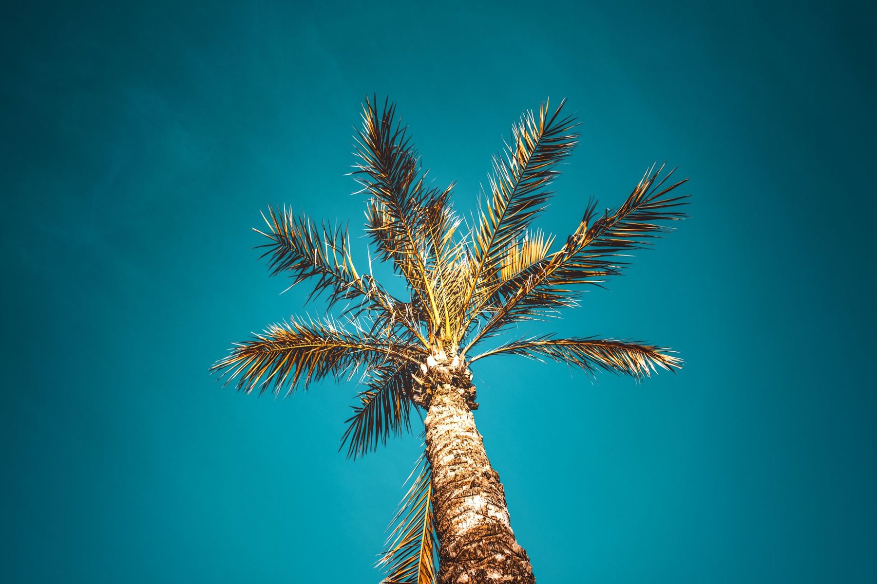 Tree & Plant Installation in Surprise AZ